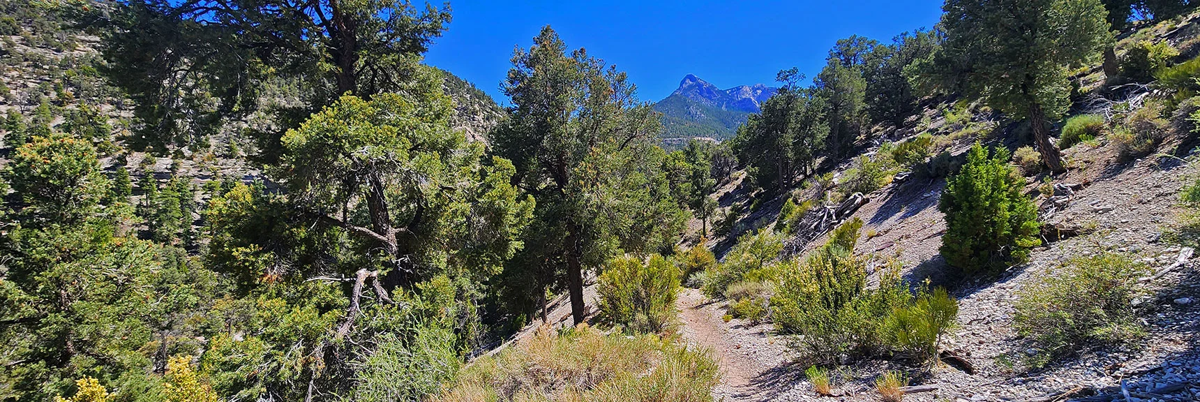 View Back to Mummy's Head While Ascending from Canyon | Blue Tree Loop | Sawmill Trailhead | Lee Canyon, Nevada
