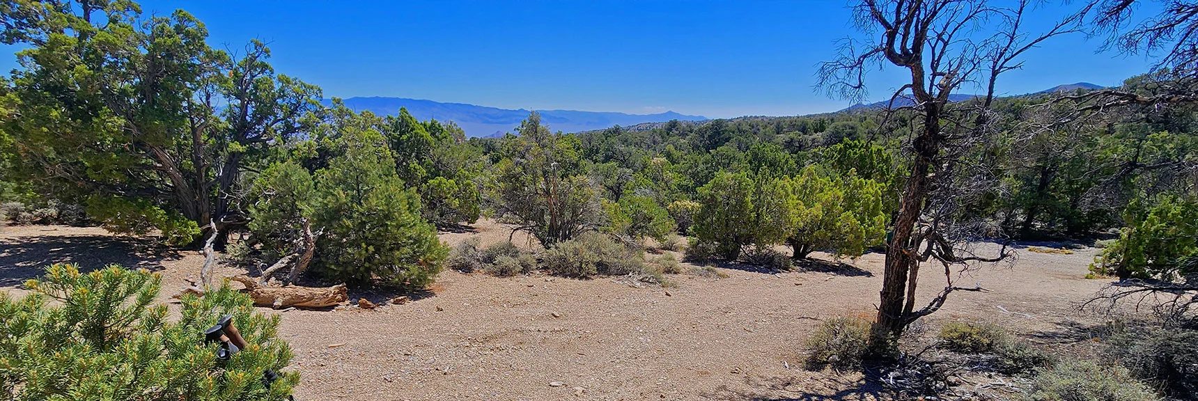 Next Intersection. Jog Right Then Left, Back on Fire Road. | Blue Tree Loop | Sawmill Trailhead | Lee Canyon, Nevada