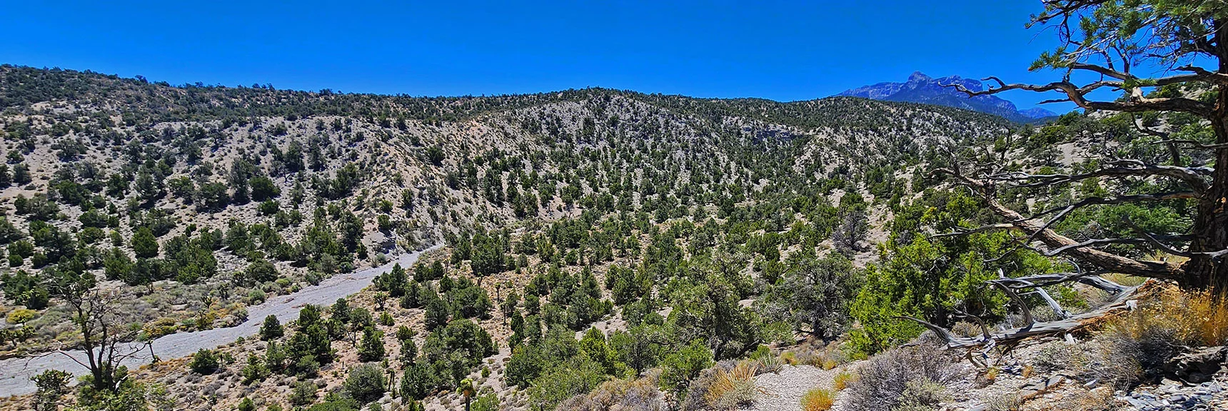 Now Descending into Massive Lee Canyon. | Blue Tree Loop | Sawmill Trailhead | Lee Canyon, Nevada