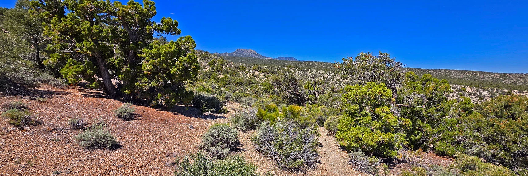 Spectacular Views from the Eastern Slopes of Mummy Mt. to the Sheep Range | Deer Creek Catch Pen Loop | Sawmill Trailhead | Lee Canyon, Nevada