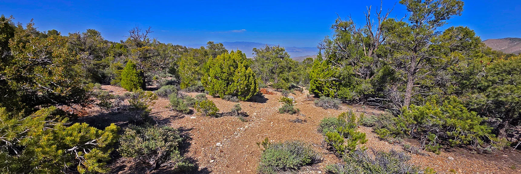 Spectacular Views from the Eastern Slopes of Mummy Mt. to the Sheep Range | Deer Creek Catch Pen Loop | Sawmill Trailhead | Lee Canyon, Nevada