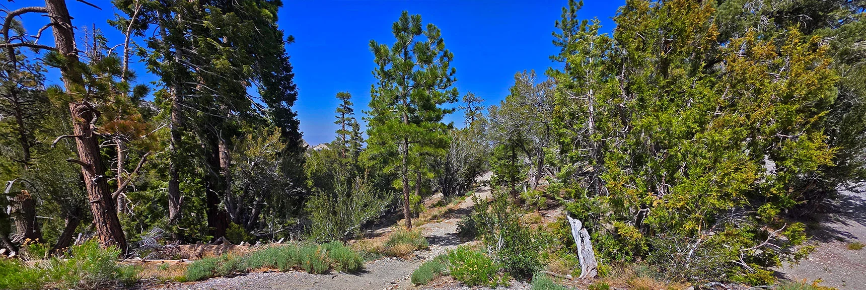 Spectacular Views from the Eastern Slopes of Mummy Mt. to the Sheep Range | Deer Creek Catch Pen Loop | Sawmill Trailhead | Lee Canyon, Nevada