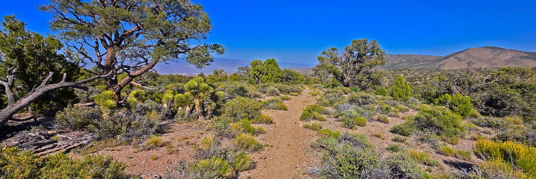 Spectacular Views from the Eastern Slopes of Mummy Mt. to the Sheep Range | Deer Creek Catch Pen Loop | Sawmill Trailhead | Lee Canyon, Nevada