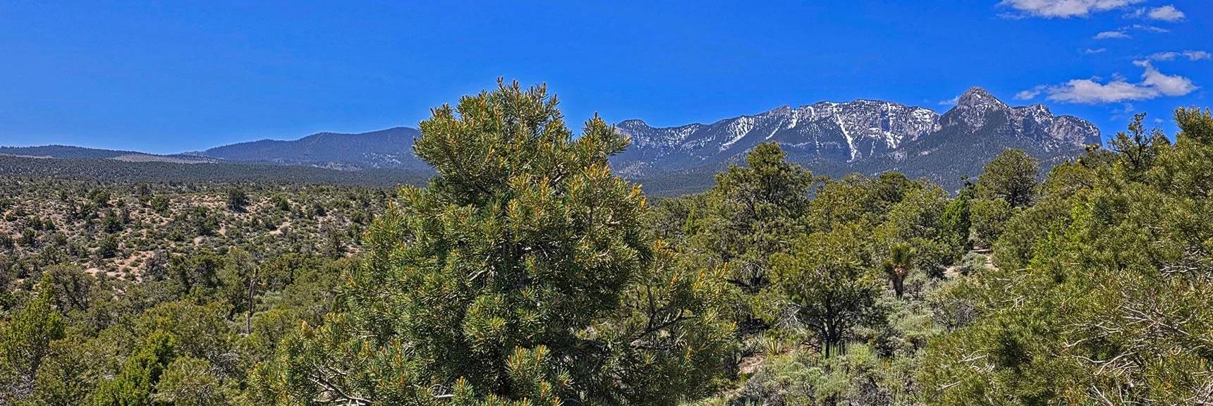 Spectacular Views from the Eastern Slopes of Mummy Mt. to the Sheep Range | Deer Creek Catch Pen Loop | Sawmill Trailhead | Lee Canyon, Nevada