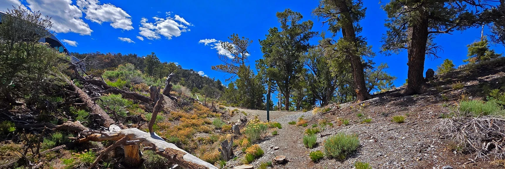 Spectacular Views from the Eastern Slopes of Mummy Mt. to the Sheep Range | Deer Creek Catch Pen Loop | Sawmill Trailhead | Lee Canyon, Nevada
