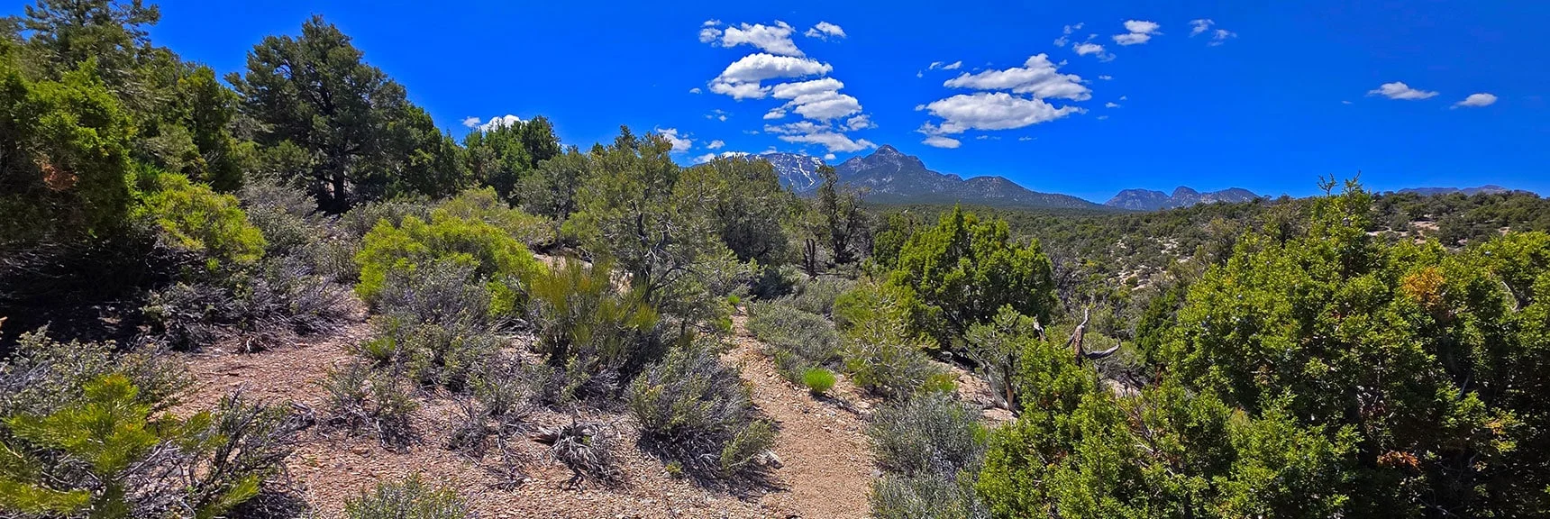 Spectacular Views from the Eastern Slopes of Mummy Mt. to the Sheep Range | Deer Creek Catch Pen Loop | Sawmill Trailhead | Lee Canyon, Nevada