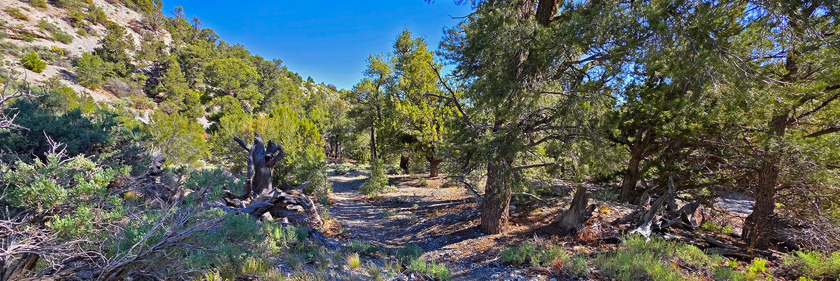 Spectacular Views from the Eastern Slopes of Mummy Mt. to the Sheep Range | Deer Creek Catch Pen Loop | Sawmill Trailhead | Lee Canyon, Nevada