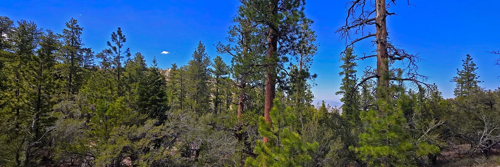 Spectacular Views from the Eastern Slopes of Mummy Mt. to the Sheep Range | Deer Creek Catch Pen Loop | Sawmill Trailhead | Lee Canyon, Nevada