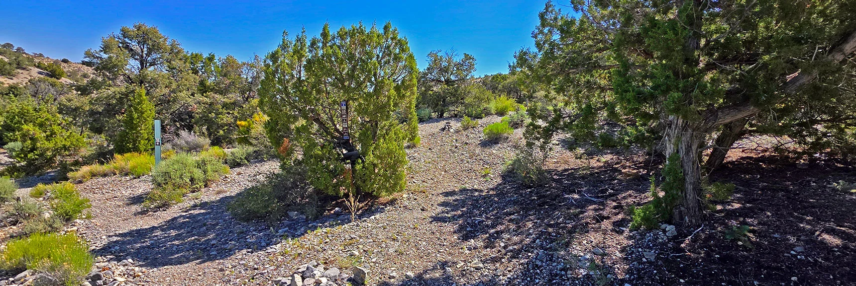 Spectacular Views from the Eastern Slopes of Mummy Mt. to the Sheep Range | Deer Creek Catch Pen Loop | Sawmill Trailhead | Lee Canyon, Nevada