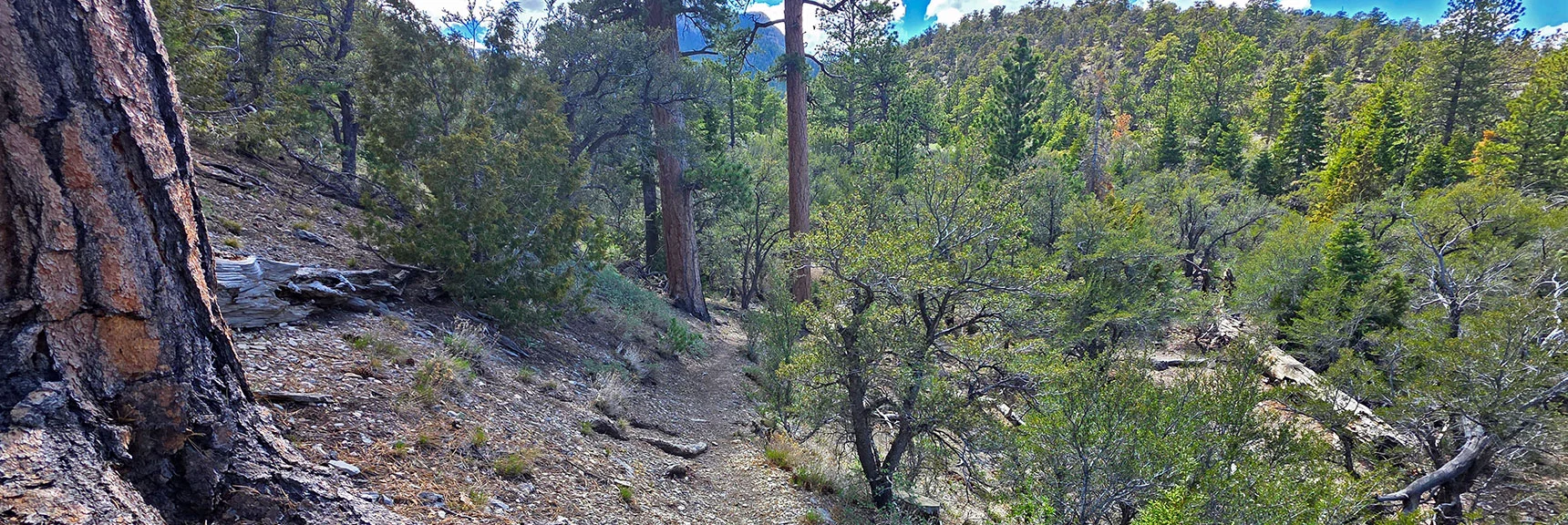 Spectacular Views from the Eastern Slopes of Mummy Mt. to the Sheep Range | Deer Creek Catch Pen Loop | Sawmill Trailhead | Lee Canyon, Nevada