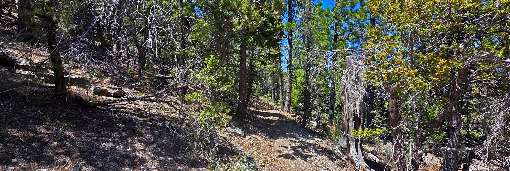 Spectacular Views from the Eastern Slopes of Mummy Mt. to the Sheep Range | Deer Creek Catch Pen Loop | Sawmill Trailhead | Lee Canyon, Nevada
