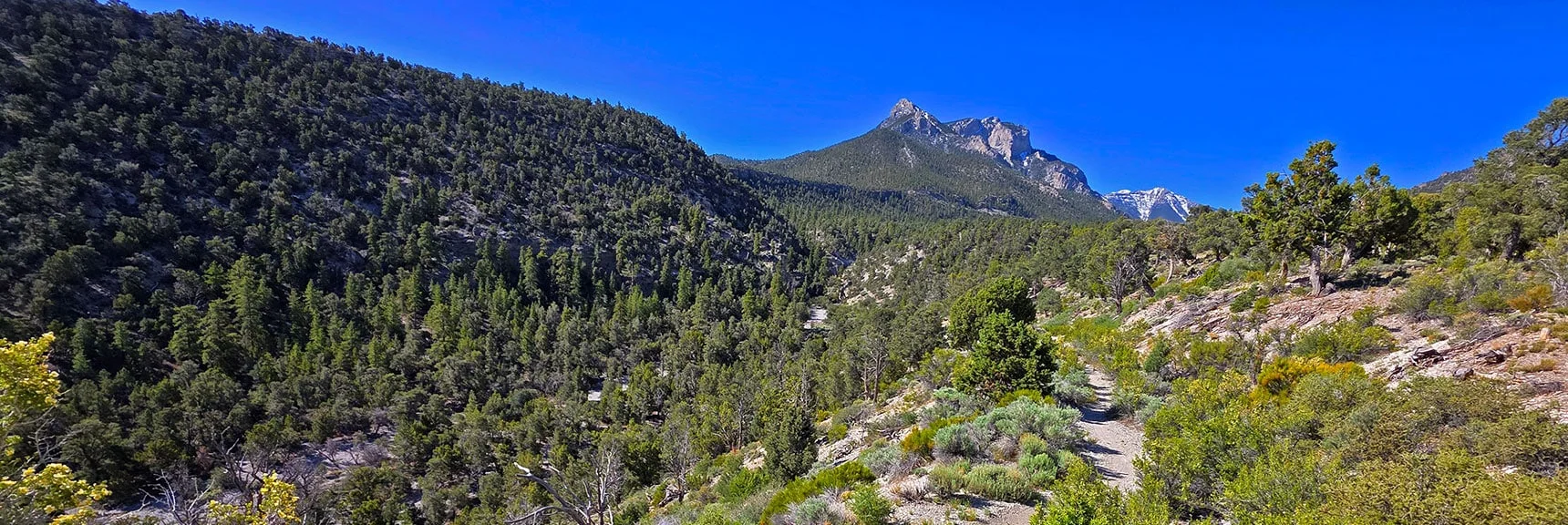 Spectacular Views from the Eastern Slopes of Mummy Mt. to the Sheep Range | Deer Creek Catch Pen Loop | Sawmill Trailhead | Lee Canyon, Nevada