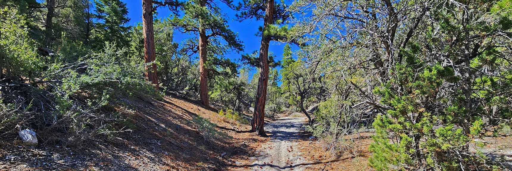 But First, Ascend a Long, Gradual Gully. Majestic Ponderosa Pines Appear. | Mud Springs Loop Clockwise | Sawmill Trailhead | Lee Canyon, Nevada