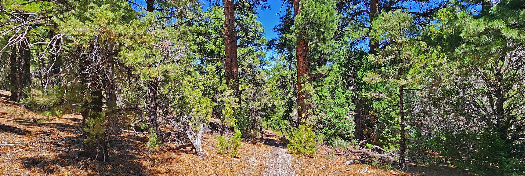 Trail Now Descends Through the Most Impressive Ponderosa Stand | Mud Springs Loop Clockwise | Sawmill Trailhead | Lee Canyon, Nevada
