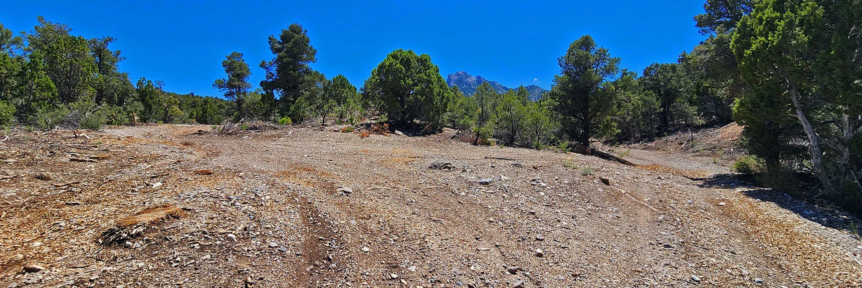 Round Tip of Intersection, Trail Resumes Off Mud Springs Spur Rd (left). | Mud Springs Loop Clockwise | Sawmill Trailhead | Lee Canyon, Nevada