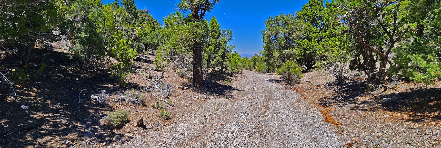 Trail Descends Mud Springs Road to Intersection with Mud Springs Spur Rd | Mud Springs Loop Clockwise | Sawmill Trailhead | Lee Canyon, Nevada