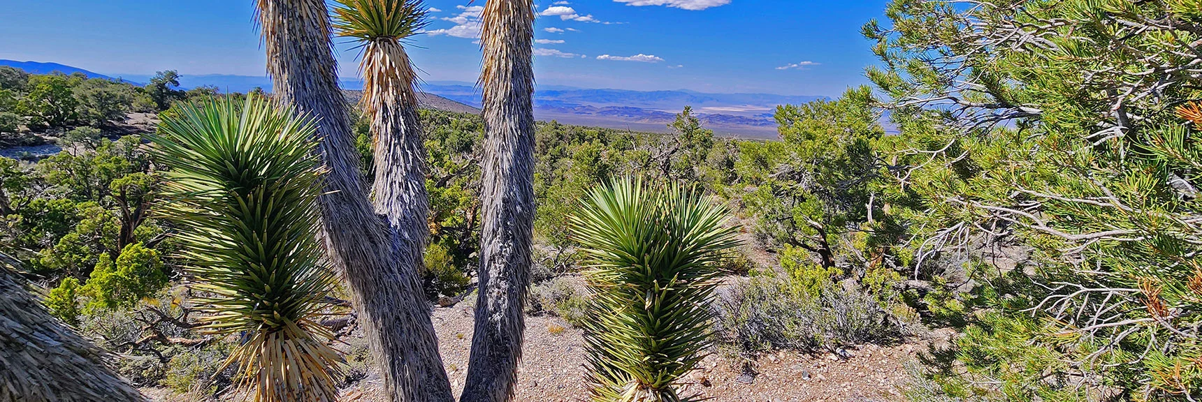 Now Yuccas Begin to Appear in This Lower Terrain | Mud Springs Loop Clockwise | Sawmill Trailhead | Lee Canyon, Nevada