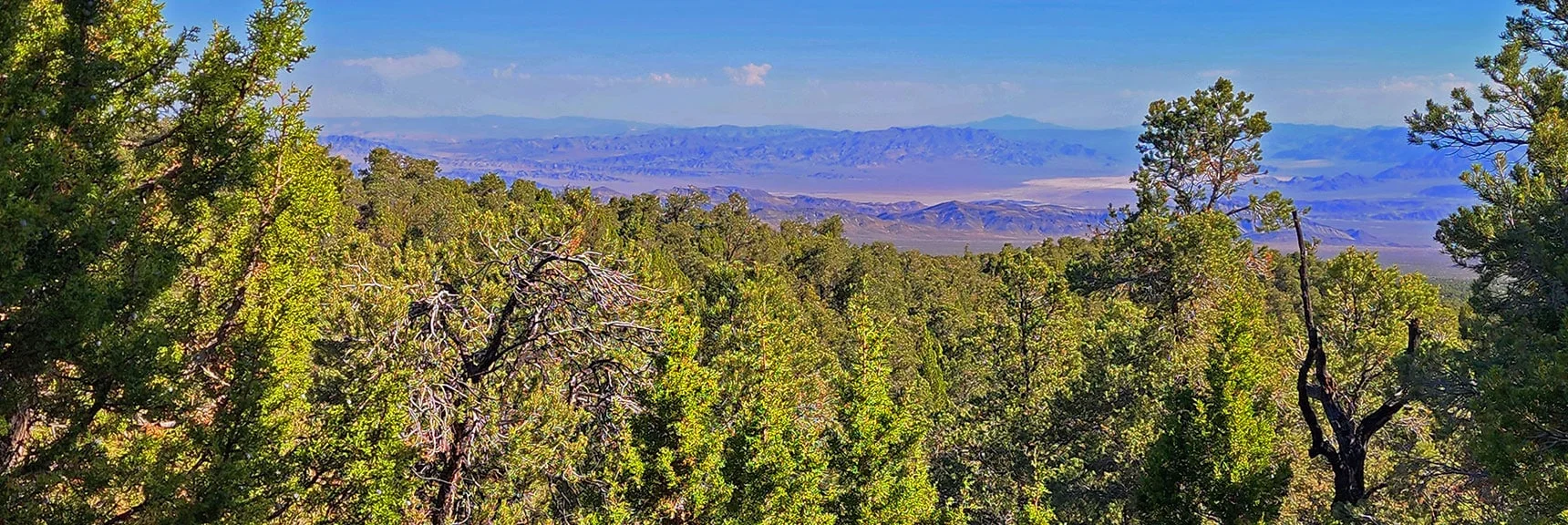 Views of Desert Terrain Below While Passing Through Pines & Junipers | Mud Springs Loop Clockwise | Sawmill Trailhead | Lee Canyon, Nevada