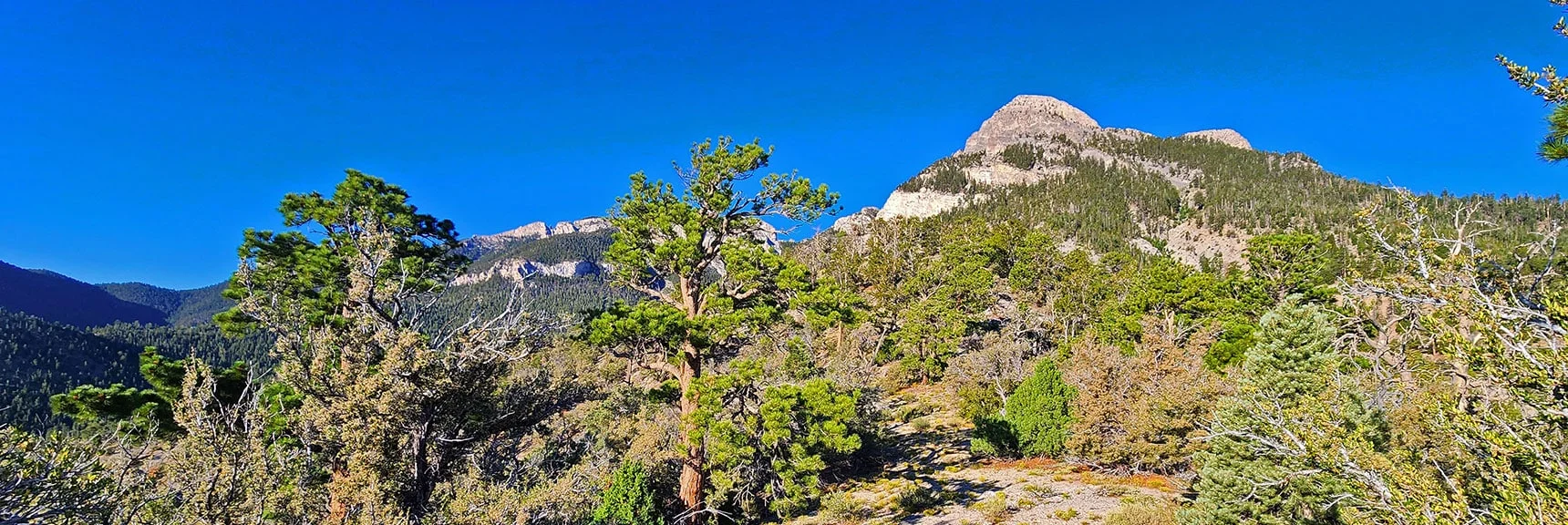 Continue Ascending Ridgeline Toward Left Side of Mummy's Nose. | Mummy’s Forehead Summit | Mt Charleston Wilderness, Nevada