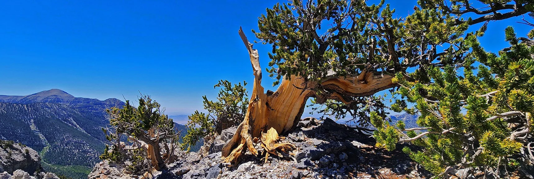 Bristlecones Take on Impossibly Intricate Sculpted Forms | Deer Creek North Fork Canyon | Mt Charleston Wilderness, Nevada