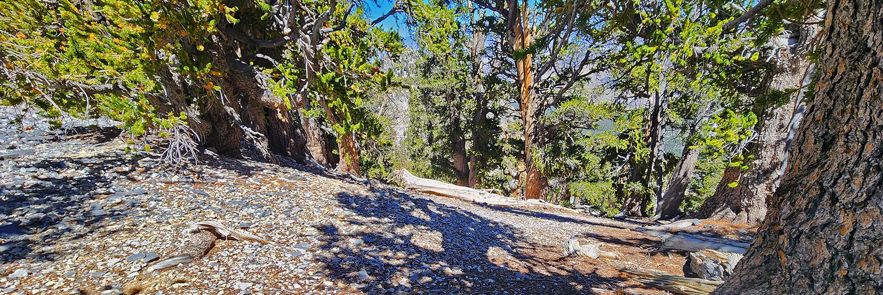 Now Angling Downward from Mid Saddle Toward Canyon Wash Below. | Deer Creek North Fork Canyon | Mt Charleston Wilderness, Nevada