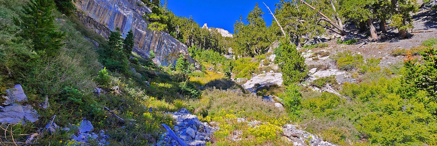 Use the Wash Bypass Routes to the Left for Easier Navigation | Deer Creek North Fork Canyon | Mt Charleston Wilderness, Nevada