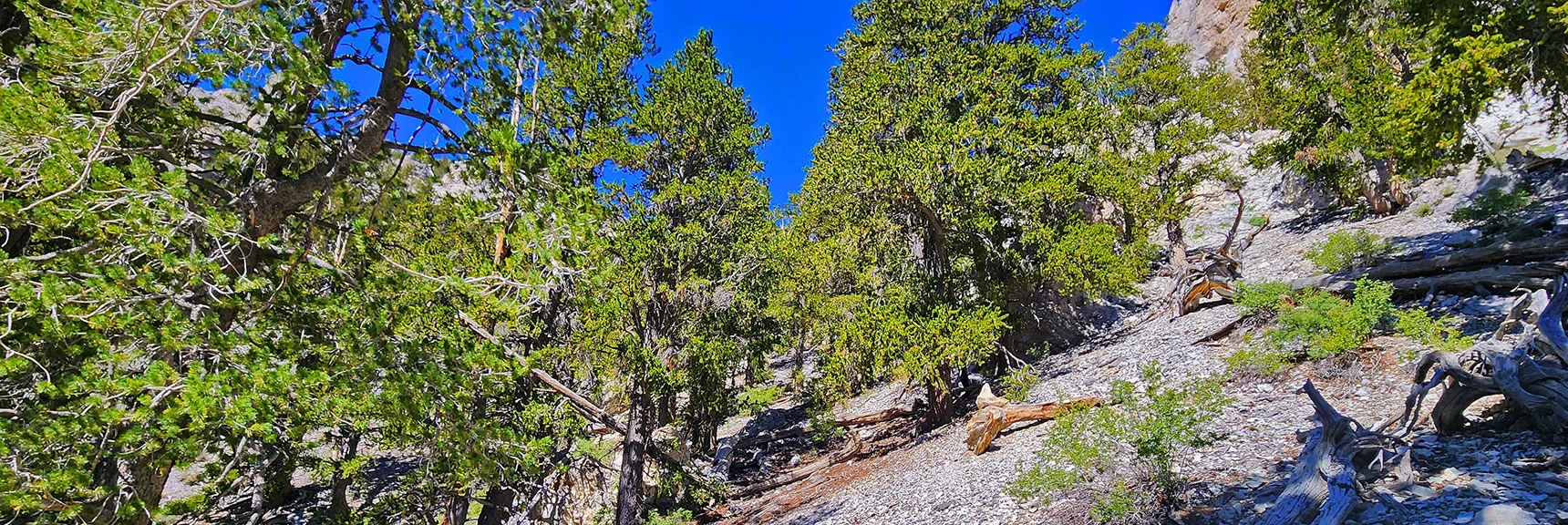 Begin Angling Up Slope to the Right | Deer Creek North Fork Canyon | Mt Charleston Wilderness, Nevada