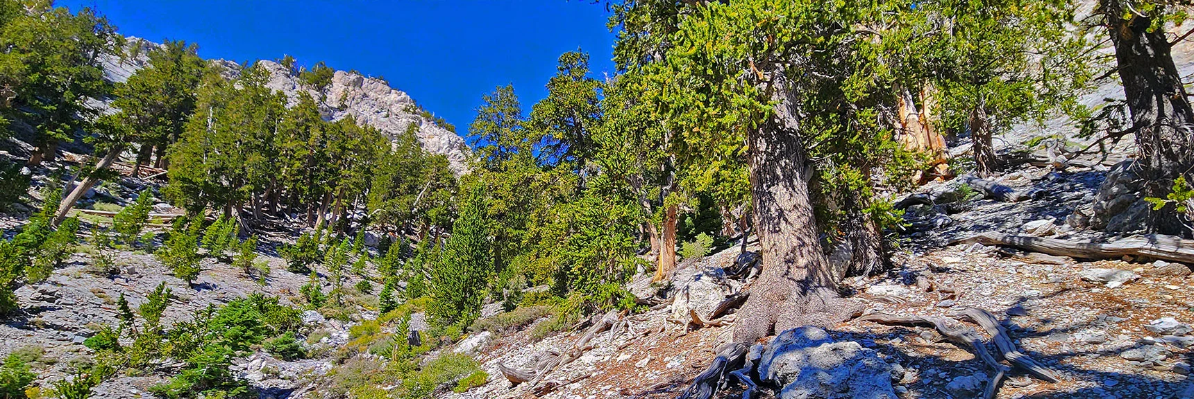 You Could Descend Again into the Wash Above That Last Rocky Ridge | Deer Creek North Fork Canyon | Mt Charleston Wilderness, Nevada