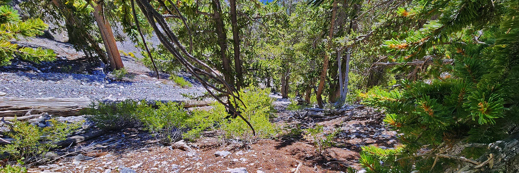 View Back Down...the Slope Gets Even Steeper Above! | Deer Creek North Fork Canyon | Mt Charleston Wilderness, Nevada