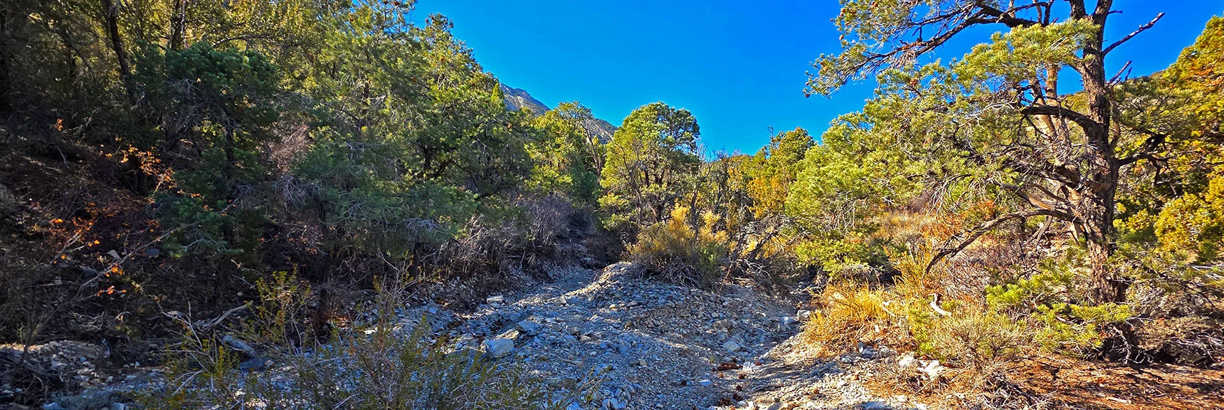 Continue Up Lower Wash Toward Devil's Ladder & Slide | La Madre East Ridge Approaches | La Madre Mountains Wilderness, Nevada