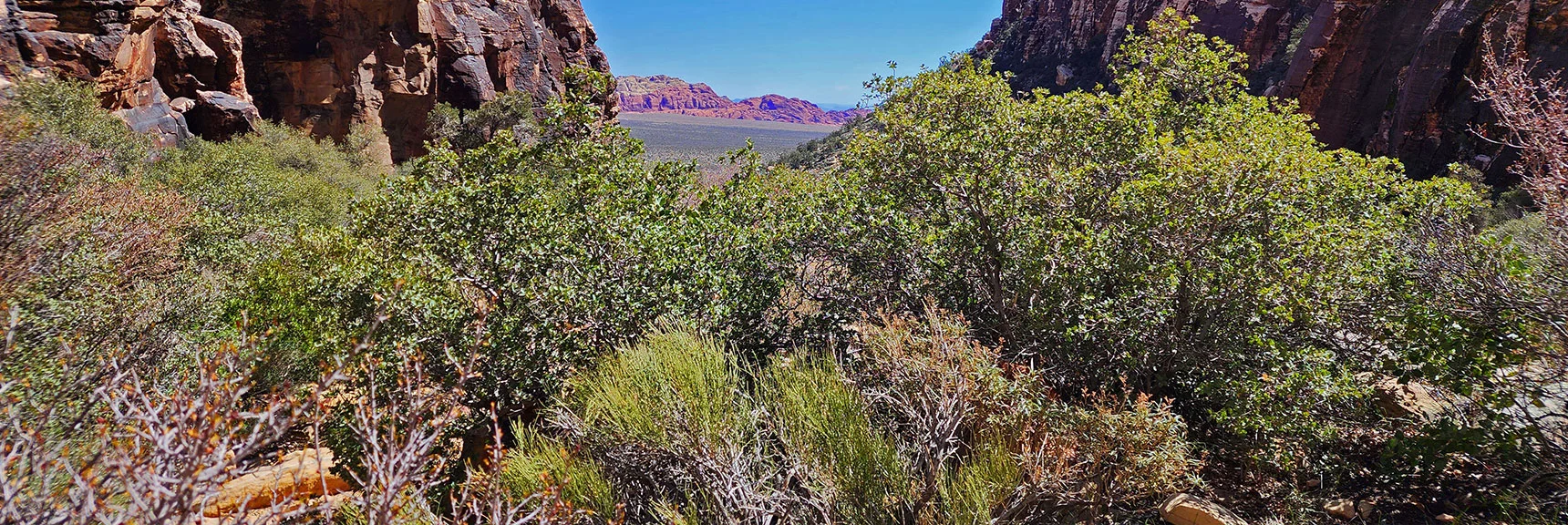 Blue Diamond Hill (R), Red Rock Canyon (Middle), Indecision Peak (L). | Monument Peak Summit | Rainbow Mountain Wilderness, Nevada