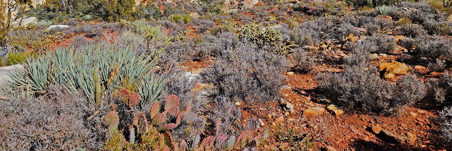 Cactus Garden on West Side of White Rock Mountain, Willow Spring Area | White Rock Mountain Loop Trail | Red Rock Canyon, Nevada