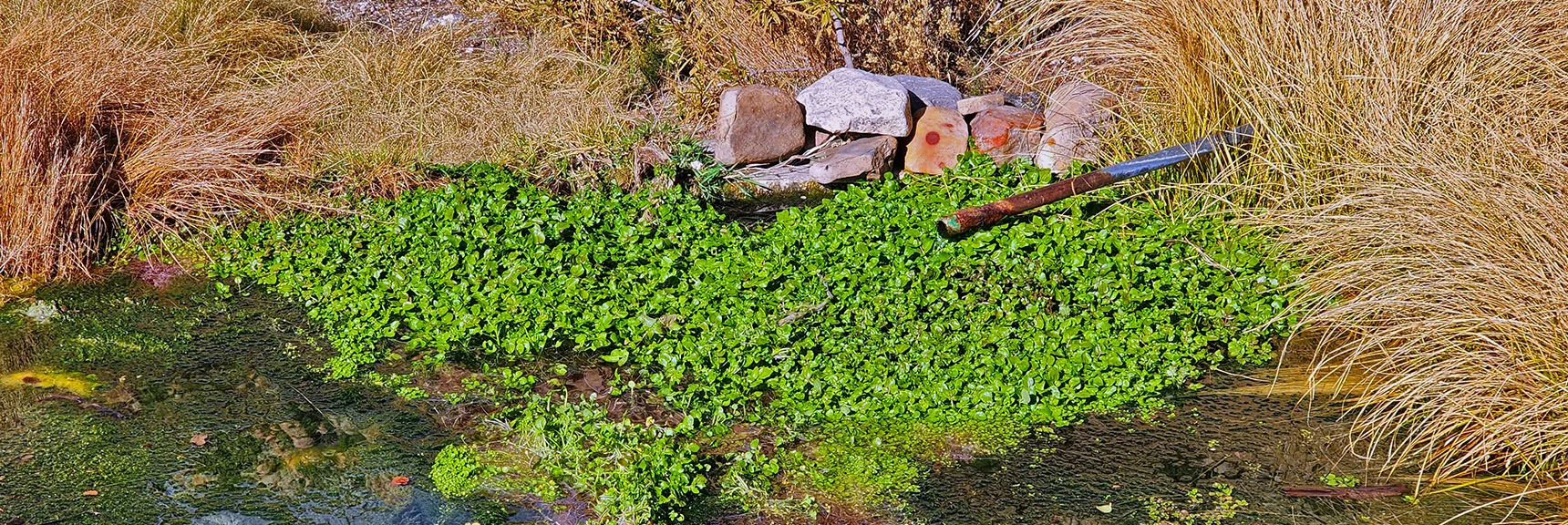 Quiet Spring-Fed Pool - Rest Area Oasis | White Rock Mountain Loop Trail | Red Rock Canyon, Nevada
