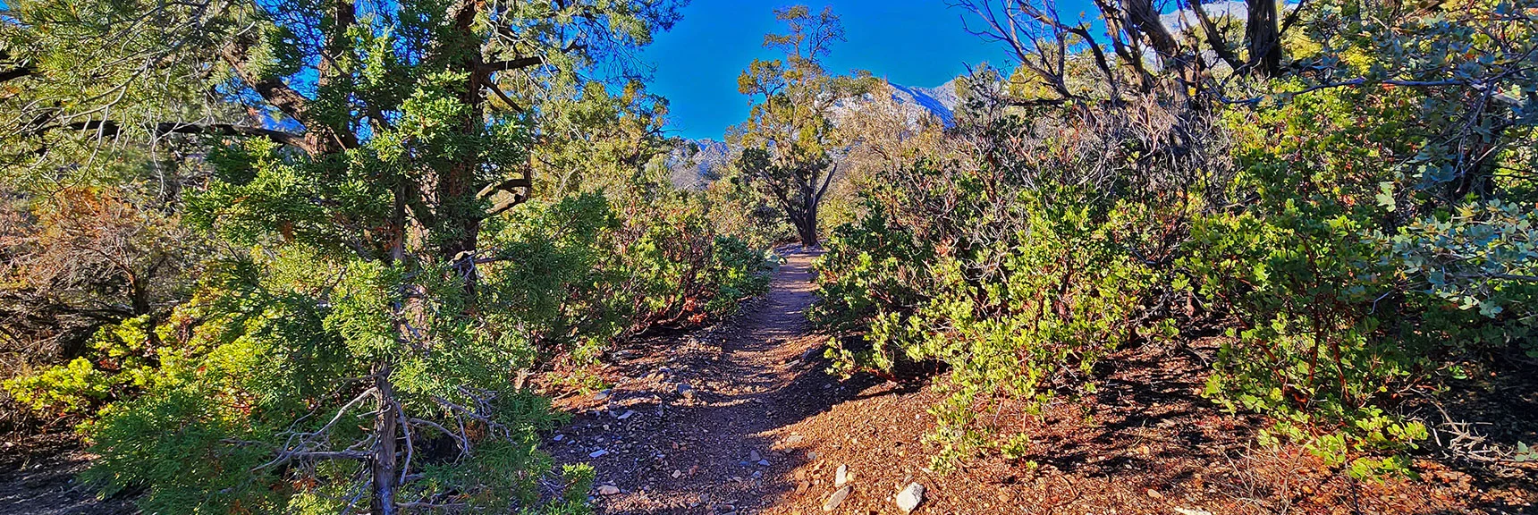 White Rock Mountain Loop Passes Through Pine Forest on Beautiful North Side | White Rock Mountain Loop Trail | Red Rock Canyon, Nevada