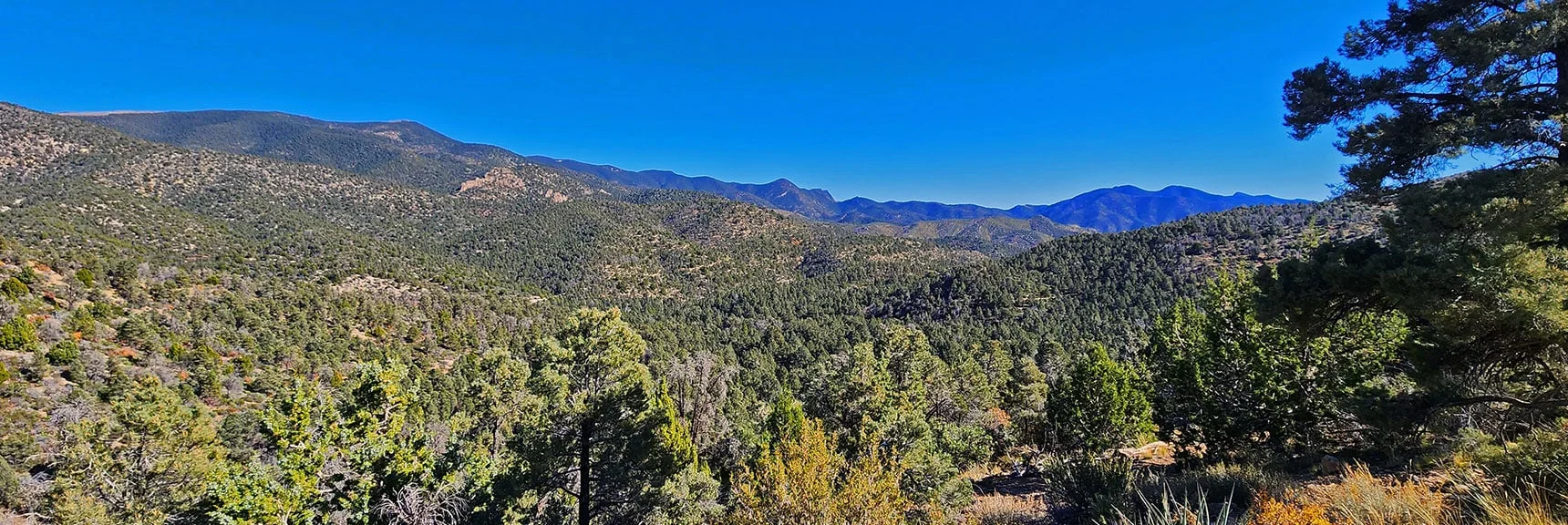 Continuing Downward into Lush Forest. Wilson Ridge on Horizon. | Lovell Canyon Loop Trail | Lovell Canyon Nevada
