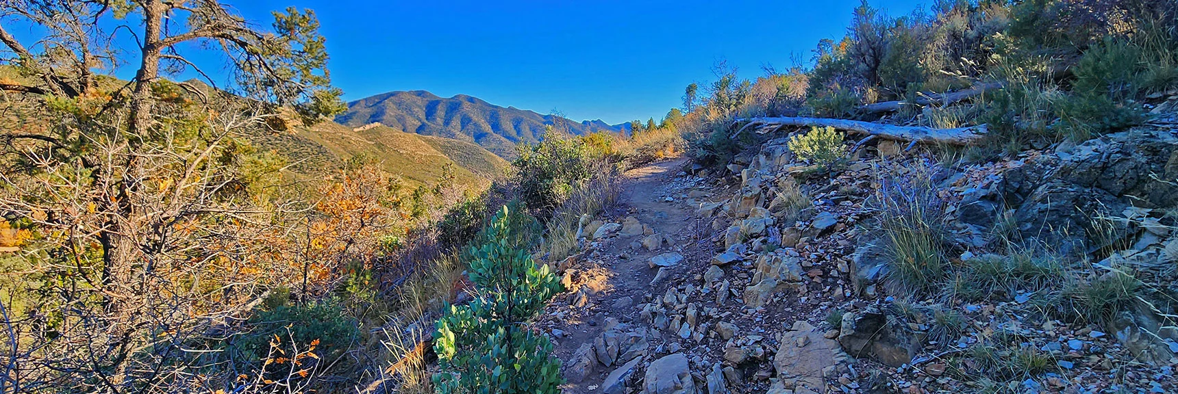 Now Back on Lovell Canyon Trail. Be Careful Not to Trip on Protruding Rocks! | Lovell Canyon Loop Trail | Lovell Canyon Nevada