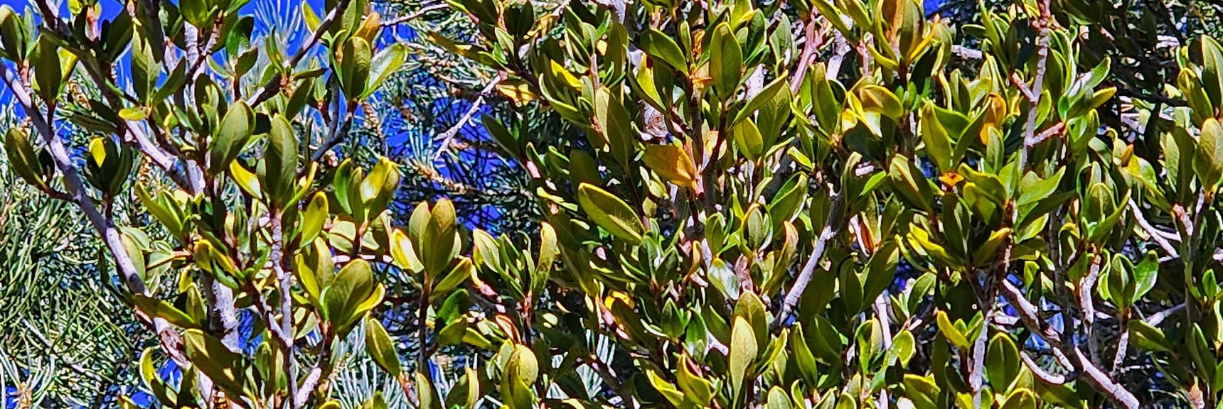 Curled Mountain Mahogany Leaves Shield Sunlight, Conserve Moisture | Lovell Canyon Loop Trail | Lovell Canyon Nevada
