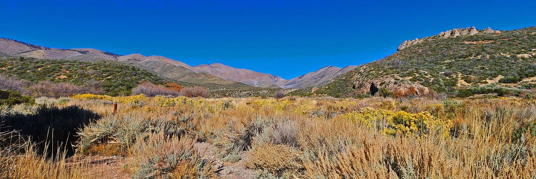 Arrival in Lovell Canyon Wash. In Bloom from Spring Through Fall. | Lovell Canyon Loop Trail | Lovell Canyon Nevada