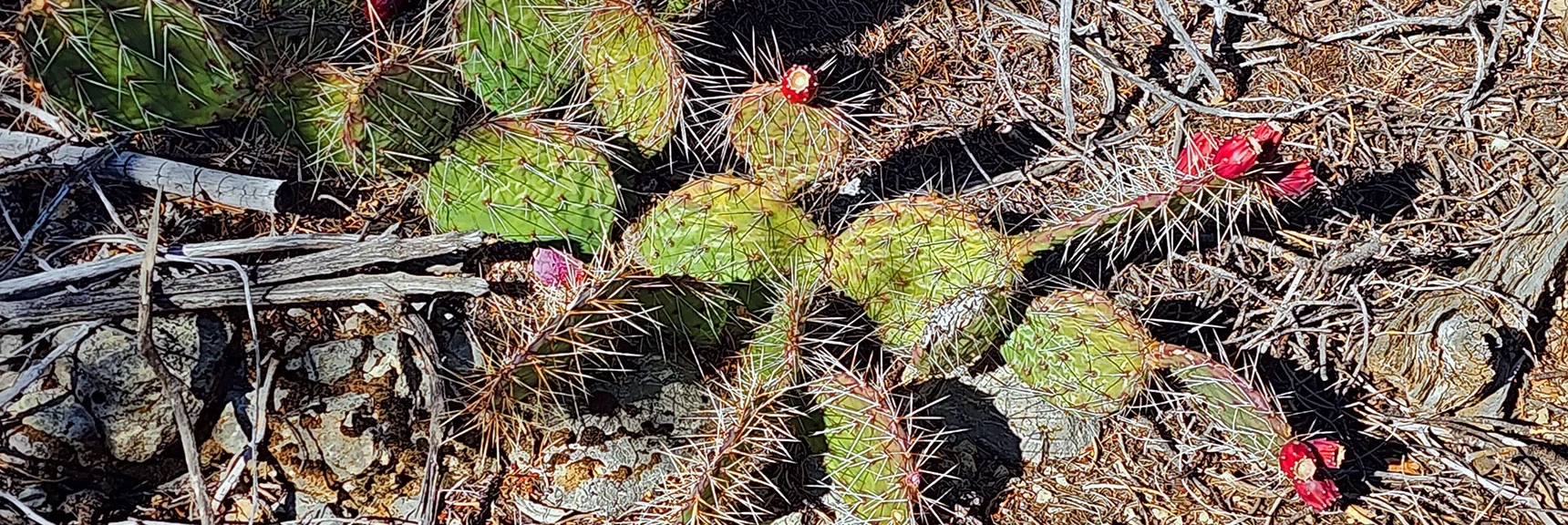 Fruited Prickly Pear Cactus - 2nd Week in November | Lovell Canyon Loop Trail | Lovell Canyon Nevada