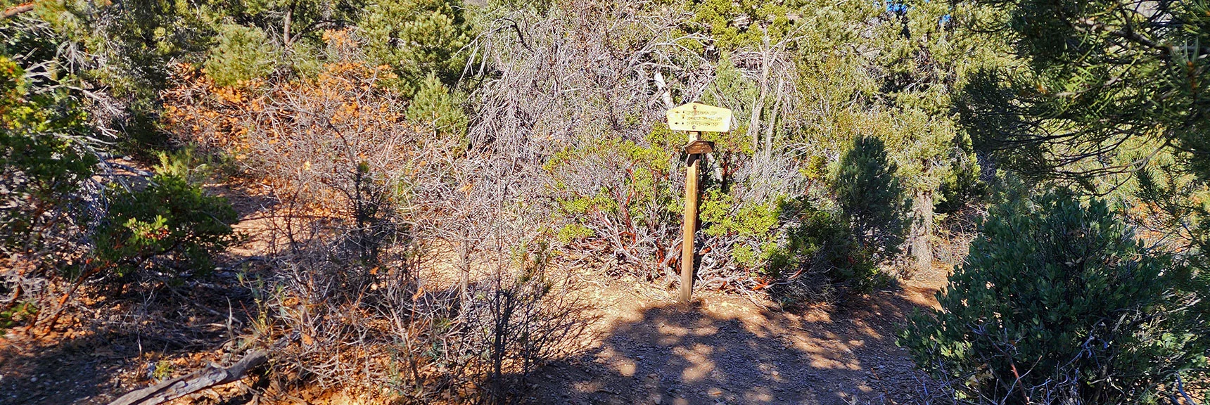 Leaving Lovell Canyon Trail, Entering Lovell Canyon Loop. Will Turn Right Here. Either Way Works. | Lovell Canyon Loop Trail | Lovell Canyon Nevada